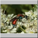 Chrysis viridula - Goldwespe 01 hsk.jpg